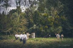 JC-Peyrard-IMG_0918-Web