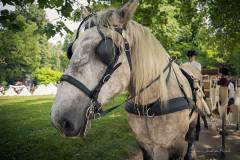 JC-Peyrard-IMG_7742-Web